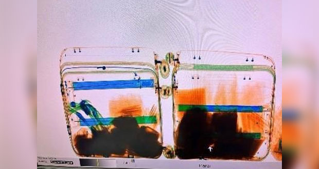 Aduanas y Marina decomisan 141 kilos de ayahuasca en AICM