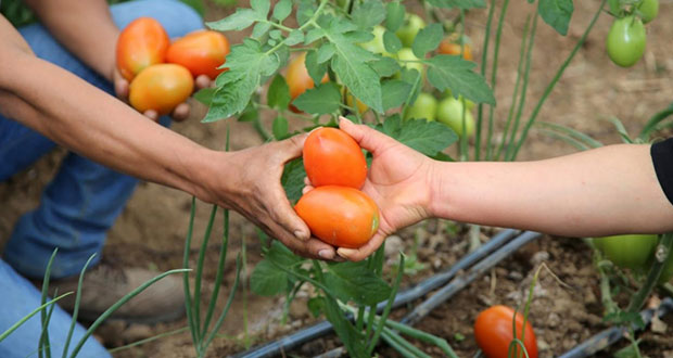 Beneficiarias de programa alimentario logran segunda cosecha en Tetela