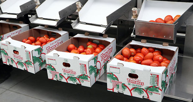 Inicia exportación de tomate serrano a EU; ganancias crecerían 100%