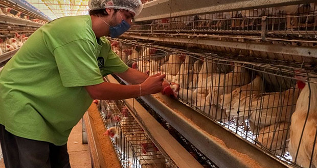 Llaman a postular veterinarios para premio nacional; checa bases