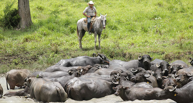 Plantean impulsar crianza de búfalo para atender demanda de carne