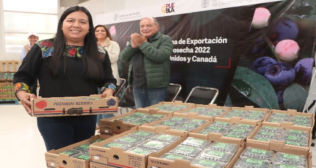 Inicia exportación de arándano orgánico de Zacatlán a Estados Unidos y Canadá