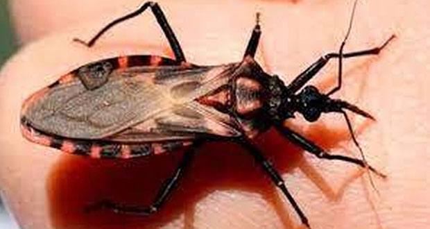 ¿Sabes qué es la enfermedad de Chagas? Así puedes prevenirla