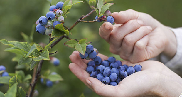¿Te gustan las moras? Anuncian Berries Club Fest 2022 en Zacatlán