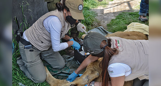Africam Safari acoge a 12 felinos de Black Jaguar White Tiger