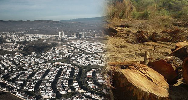 Ante tala de 12 mil árboles, Semarnat rechaza ampliar Lomas de Angelópolis