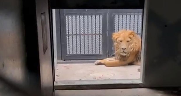 Chapultepec recibe a 4 leones y 14 primates que fueron maltratados