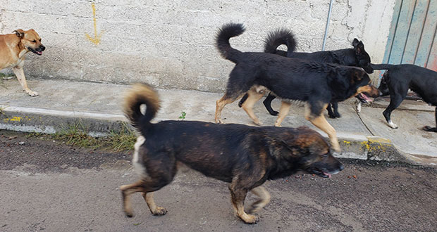 Estiman 800 mil perros callejeros en Puebla capital; llaman a adoptar