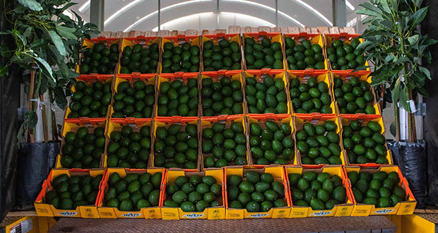 Exportación de aguacate a EU, éxito que genera bienestar: Agricultura 