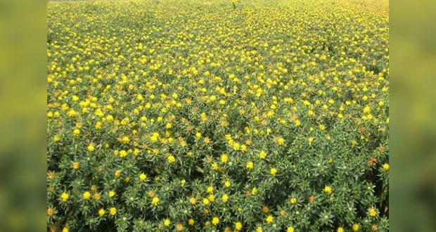 Inifap apoya cultivos de soya y cártamo en 3 estados para sustentabilidad
