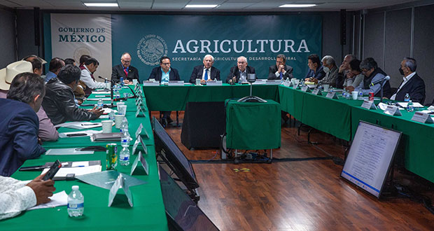 Producción de maíz crecerá 5.1% este 2022, prevé Agricultura