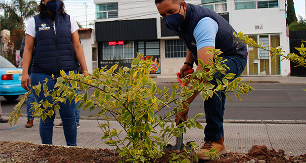 San Andrés Cholula planta 285 árboles en la Puebla-Atlixco