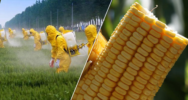 Monsanto obtiene amparo para glifosato; Semarnat defiende eliminación 
