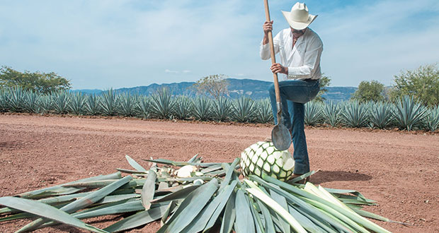 ​Exportaciones agroalimentarias de México crecen 15.5% hasta mayo  