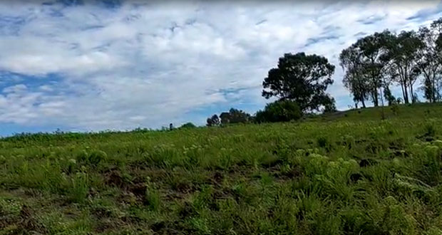 A tres semanas de sembrados, arrasan con árboles sembrados en Zapotecas