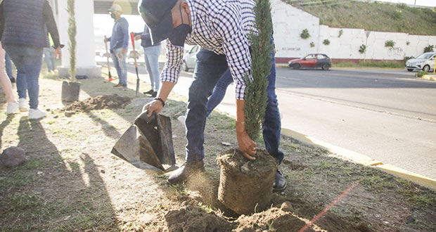 Ayuntamiento de San Andrés planta árboles en la Puebla-Atlixco