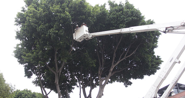 Comuna quitará 5 árboles del zócalo para evitar riesgos; revisará los del CH