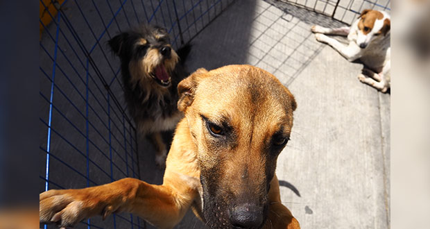 Denuncia el maltrato animal, el ayuntamiento de Puebla te dice cómo