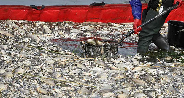 En Alemania, 300 toneladas de peces muertos por contaminación