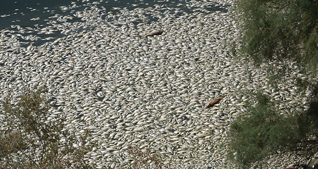 En laguna de Baja California aparecen cientos de peces muertos