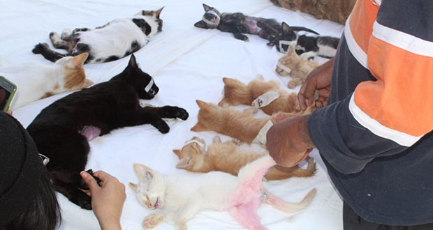 Esterilización de gatos en Puebla: ayuntamiento da servicio gratis así