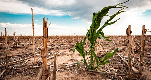 Indemnizaremos mil 400 hectáreas de cultivo afectadas por sequías: Barbosa