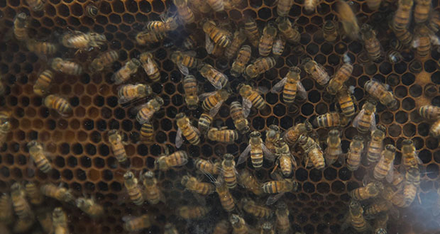 México producirá 65,600 toneladas de miel en 2022; aumento, de 5.8%