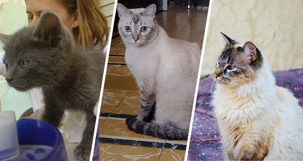 Población de gatos callejeros duplicaría a perros; sin cultura de esterilización