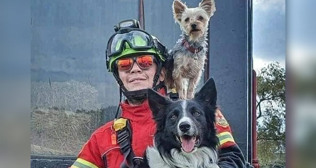 Por asesinato de Athos y Tango, primera sentencia por maltrato animal