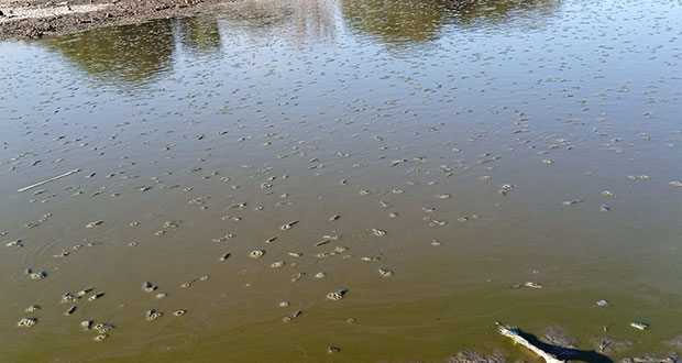 Se seca Jagüey en Xochitlán y mueren mojarras; pobladores piden apoyo  