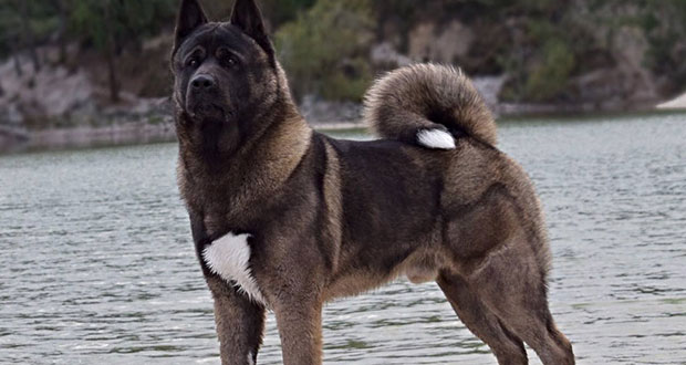 Vinculan a proceso a sujeto por matar a un perro en Puebla