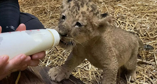 ¿Sabías que la ley te permite tener un tigre o león de mascota? Checa cómo