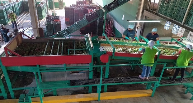 Federación capacita a productores de mango en inocuidad