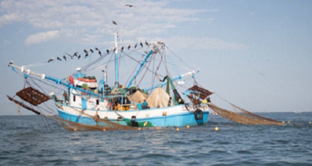 Agricultura levanta veda de camarón en Golfo y mar Caribe