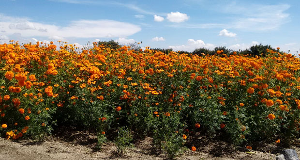 Con Puebla en primer, inicia cultivo de Cempasúchil en país para Día de Muertos 