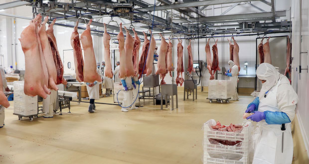 México consume 30% de carne de cerdo de AL; Puebla, 3er mayor productor