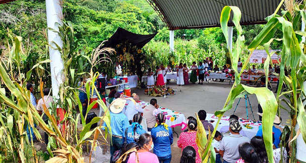Productores, técnicos y escuelas celebrará Día del Maíz con 198 eventos