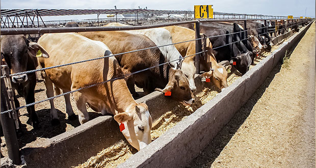 Sader publica norma para regulación de alimentos para animales 