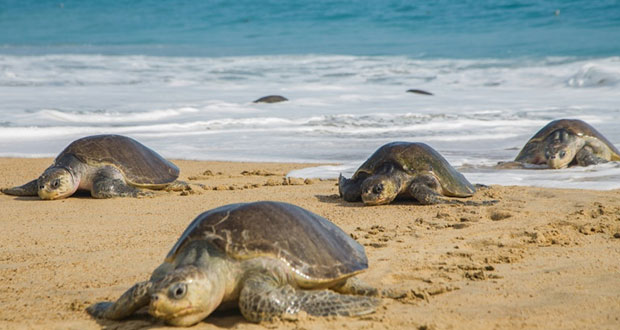 Semarnat atiende caso de tortugas marinas varadas en Chiapas