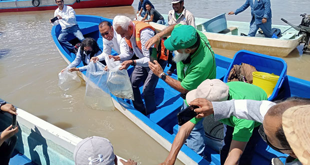 Desarrolla Agricultura estrategia de producción de pescado blanco en el Lago de Pátzcuaro