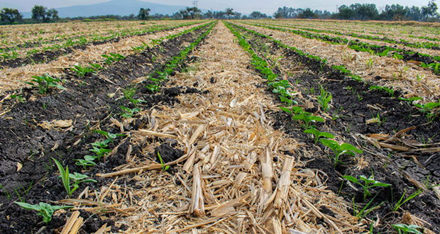 Identifica Agricultura mejores prácticas en zona tropical del sureste