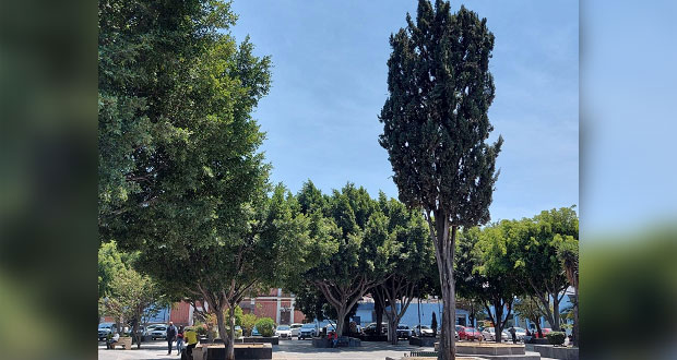 Puebla capital, con solo 12% de superficie verde; plagas la amenazan: Arabian