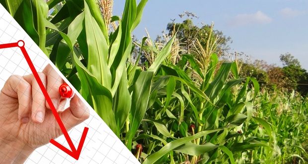 Producción de maíz en Puebla disminuye 1.4%; en el país, baja 8.8%