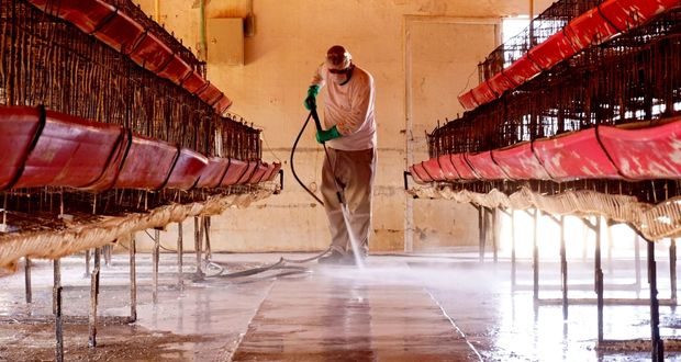 Detecta Senasica circulación del virus IAAP H5N1 en granja de Montemorelos, Nuevo León