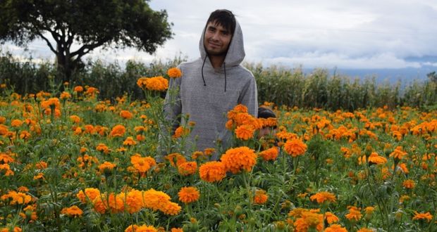 Da inicio cosecha de flores de temporada en San Pedro Cholula