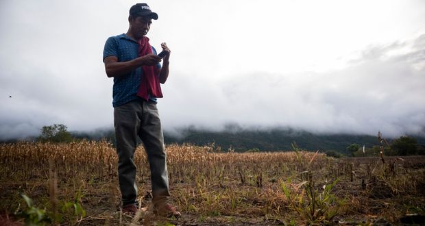 Puebla, con 0.55% de cultivos afectados en septiembre; es 7ma en país