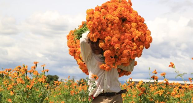Con cultivo y venta de cempasúchil, mantienen a familias y conservan tradición