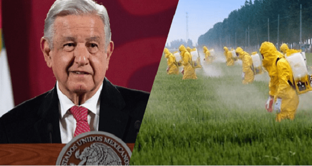 Conacyt investiga sustituto a glifosato; se priorizará salud: AMLO