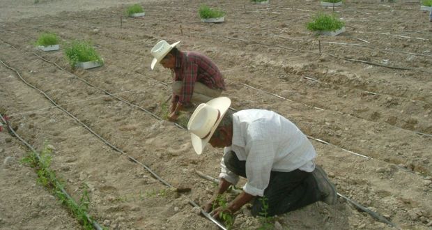 Foro nacional difundirá avances e innovaciones para campo mexicano