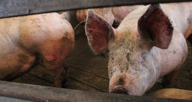 Lanzan licitación para ampliación de rastro en San Martín Texmelucan